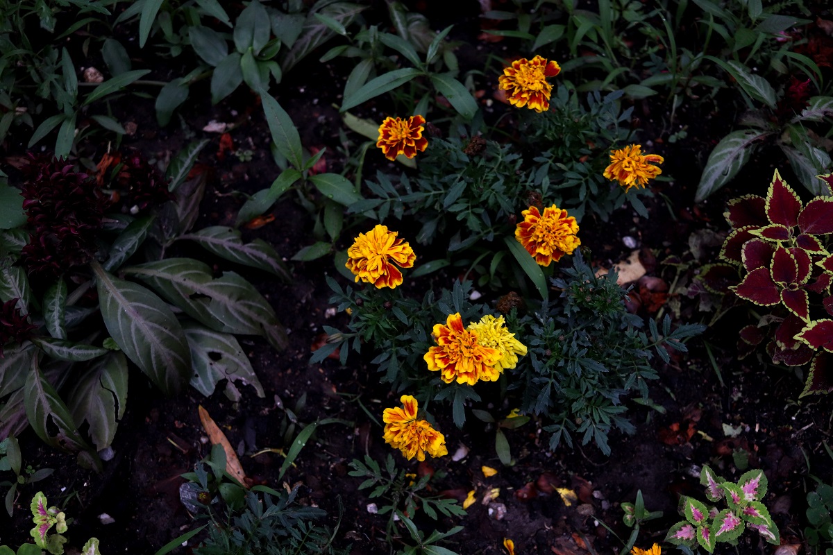 Primavera_projetoviveiro_flores.26.2.jpg